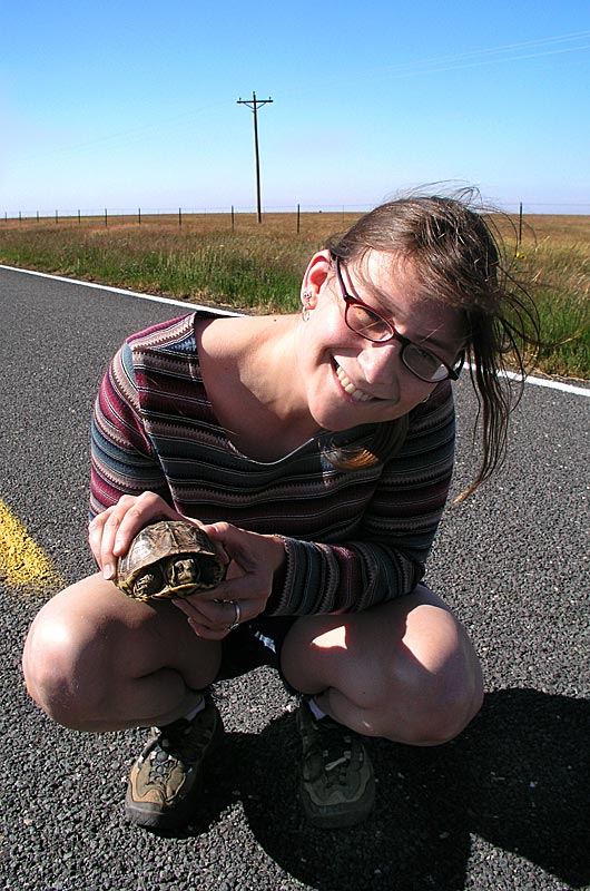 Caroline saving a turtle from becoming road kill in New Mexico on the way to South Dakota